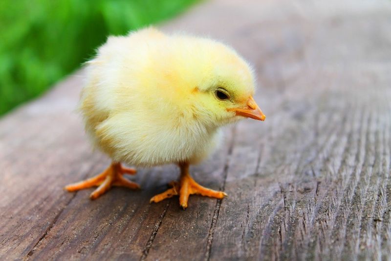 cute chick