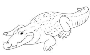 20 Incredibly Cool Crocodile Drawings For Kids - Cool Kids Crafts