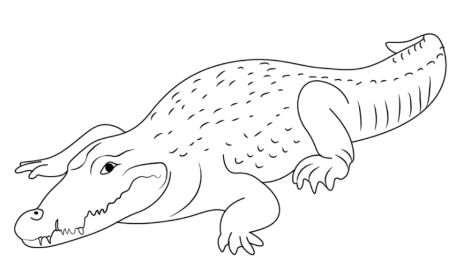 A Step-by-Step Drawing of a Crocodile