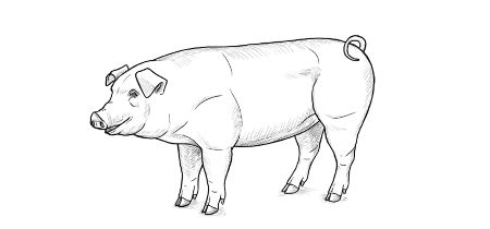 Realistic Pig Drawing
