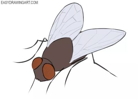 A Basic but Detailed Fly Drawing
