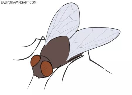 cartoon fly drawing