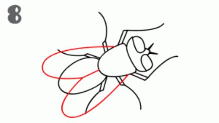 A Great Fly Drawing for Early-Stage Artists