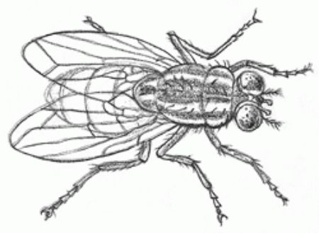 A Highly-Realistic Fly Drawing