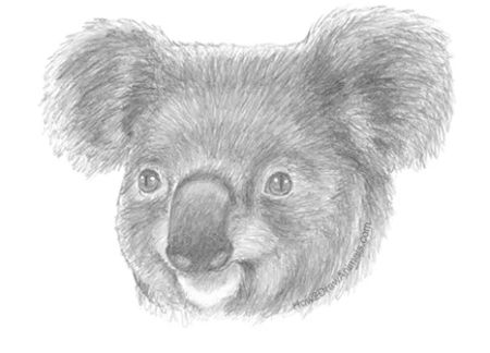 A Realistic Koala Head Portrait