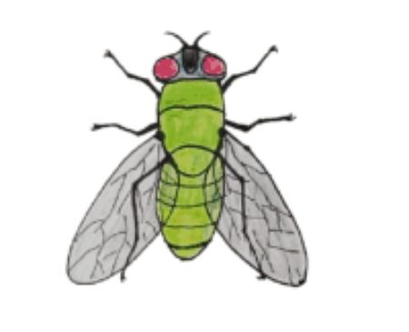 A Simplified Colorful Fly