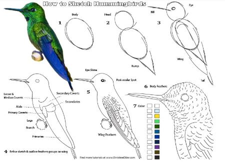 Advanced Hummingbird Sketch