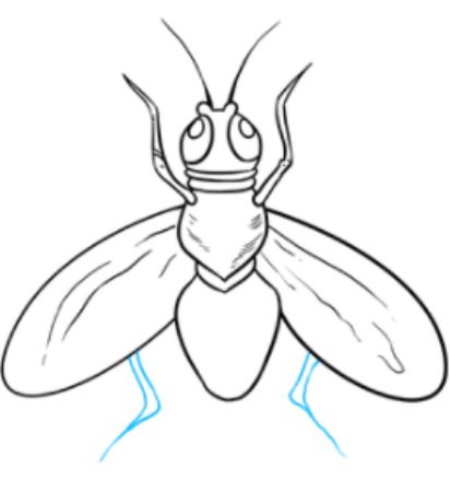 Flies sketch by hand pencil drawing Royalty Free Vector