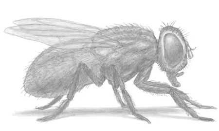 For a Real Challenge: A Photorealistic Fly Sketch