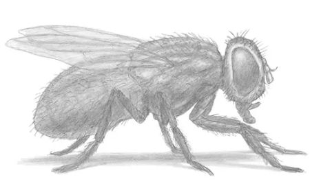 Sketch Housefly Vector Images over 100