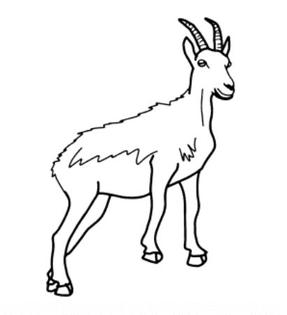 Goat Drawing Guide