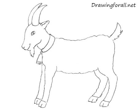 realistic goat drawing