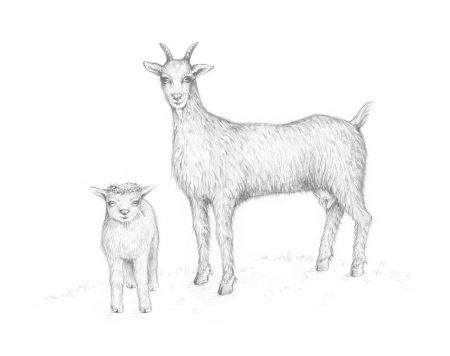Goat Sketch: Step-by-Step Guide