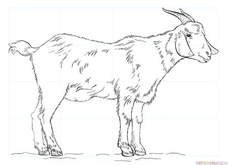 How to Draw a Goat: Traditional Drawing Style