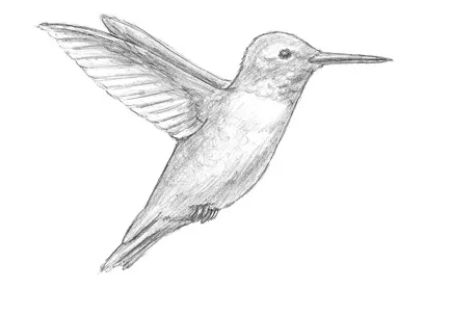 How to Draw a Realistic Hummingbird