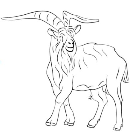  How to Draw a Wild Goat