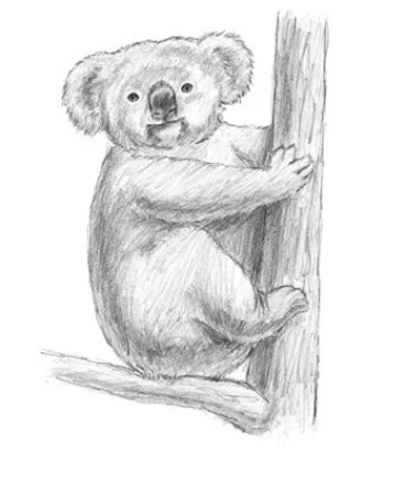 One Final Realistic Koala Sketch