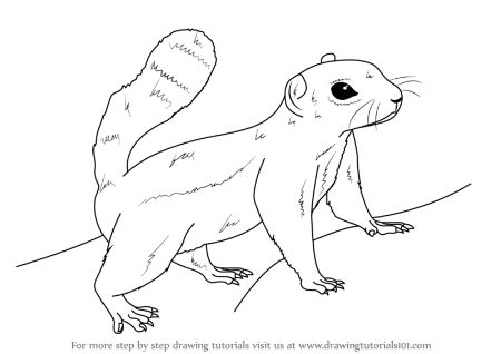 How to Draw a Squirrel  A StepbyStep Squirrel Drawing Guide