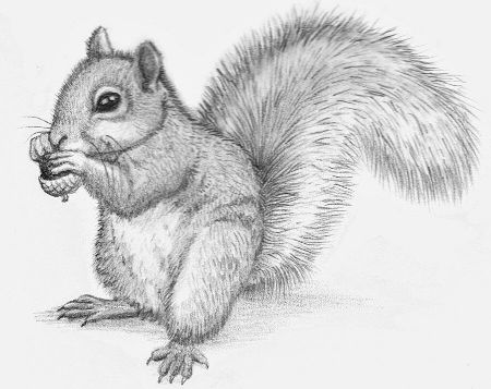 squirrel pencil drawing