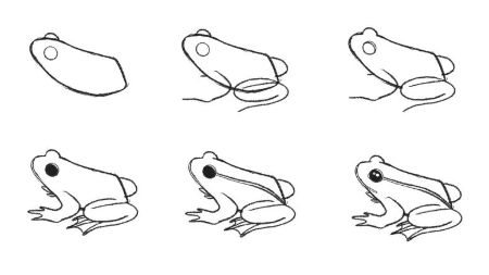 Realistic Frog Sketch