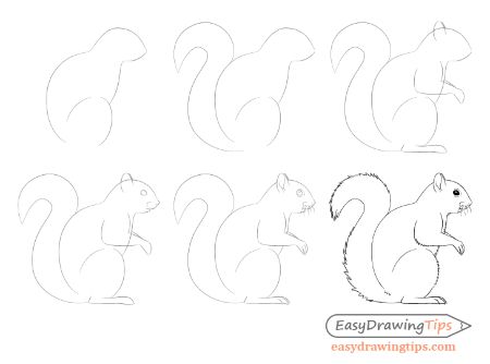 Squirrel Side View Drawing