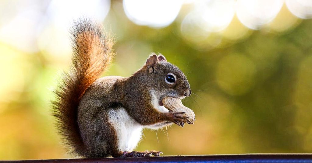 20 Small but Impressive Squirrel Crafts - Cool Kids Crafts