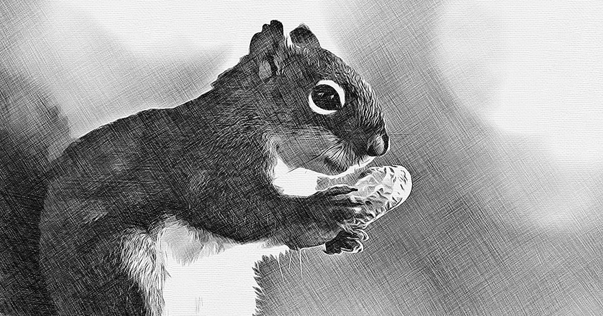 Cute Squirrel Pencil Sketch · Creative Fabrica