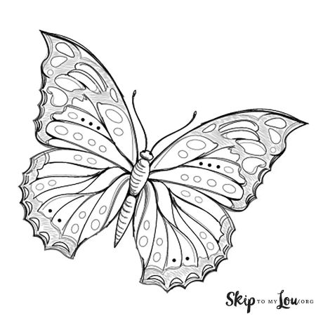 Gorgeous Butterfly Sketch