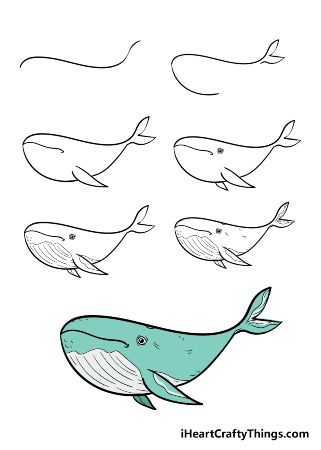 Adult Whale Drawing