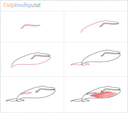 How to Draw a Blue Whale