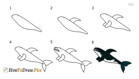 Killer Whale Drawing Tutorial