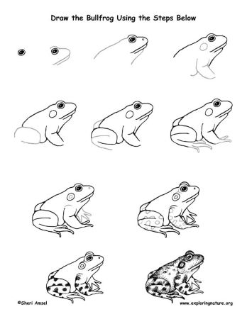 Serious Frog Drawing