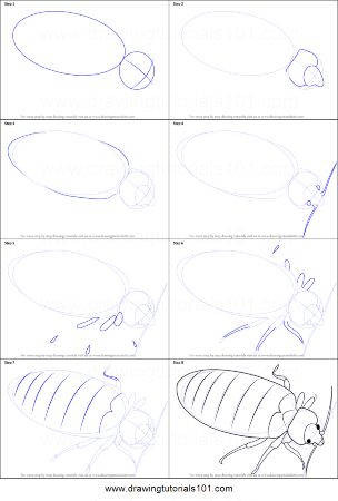 Bed Bug Drawing