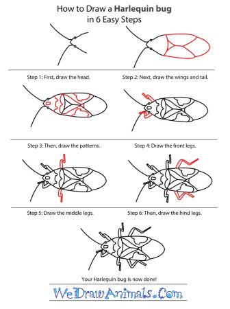 Harlequin Bug Drawing