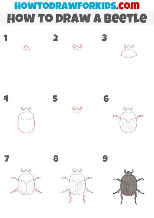 How to Draw a Beetle