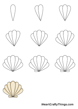 Classic Shell Drawing