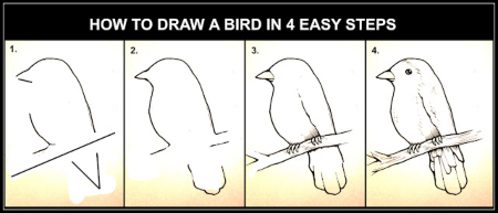 Cute Bird Sketch