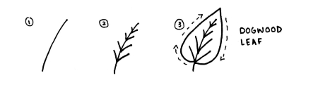 Dogwood Leaf Sketch