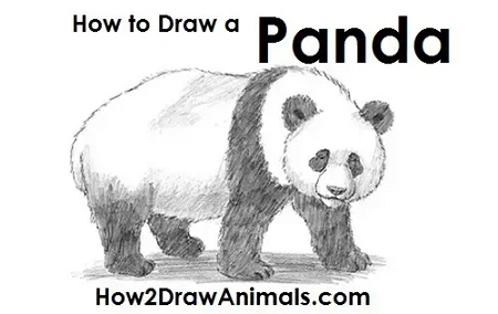 20 Easy Bear Drawings You Can Follow - Cool Kids Crafts