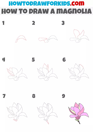 Magnolia Flower Drawing