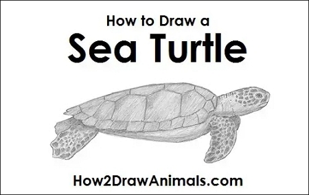 Realistic Sea Turtle Drawing
