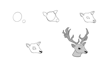 Deer Head Sketch