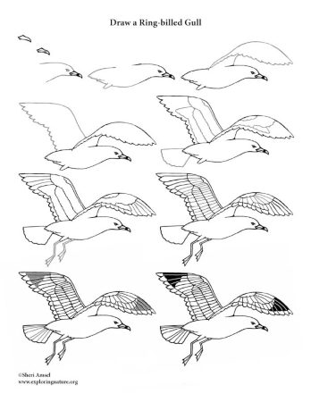 Epic Seagull Drawing