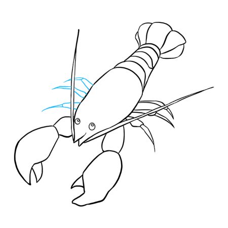 Fancy Lobster Drawing