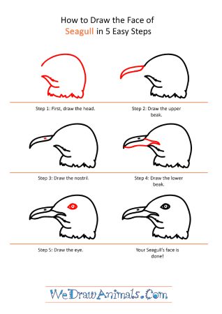 How to Draw a Seagull Face