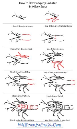 Spiny Lobster Sketch